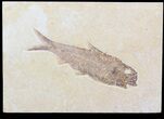 Detailed, Knightia Fossil Fish - Wyoming #40498-1